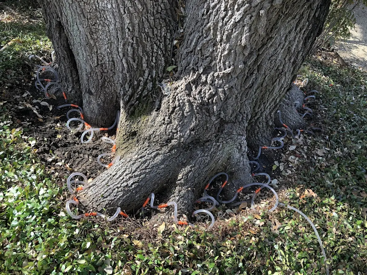 Detailed Tree Cabling and Bracing job site in Lexington